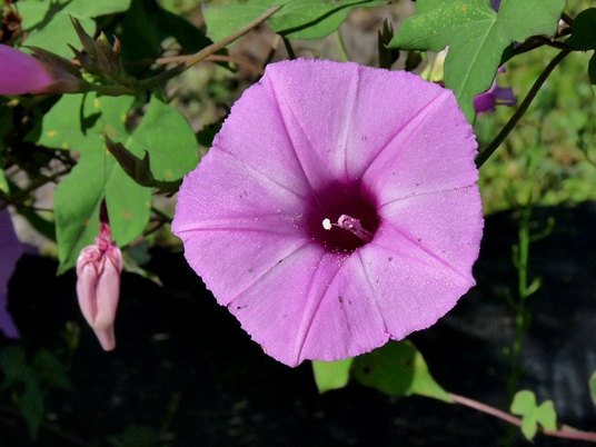 {Ipomoea cordatotriloba}